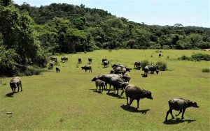 Khu dự trữ sinh quyển thế giới ở Tây Nguyên